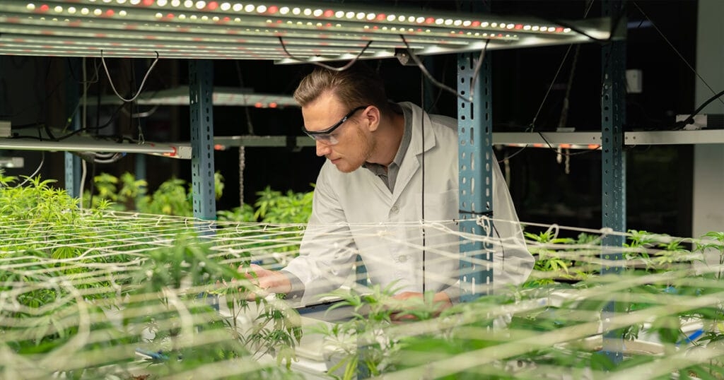 Hemp Industry Under Intensifying Legal Scrutiny