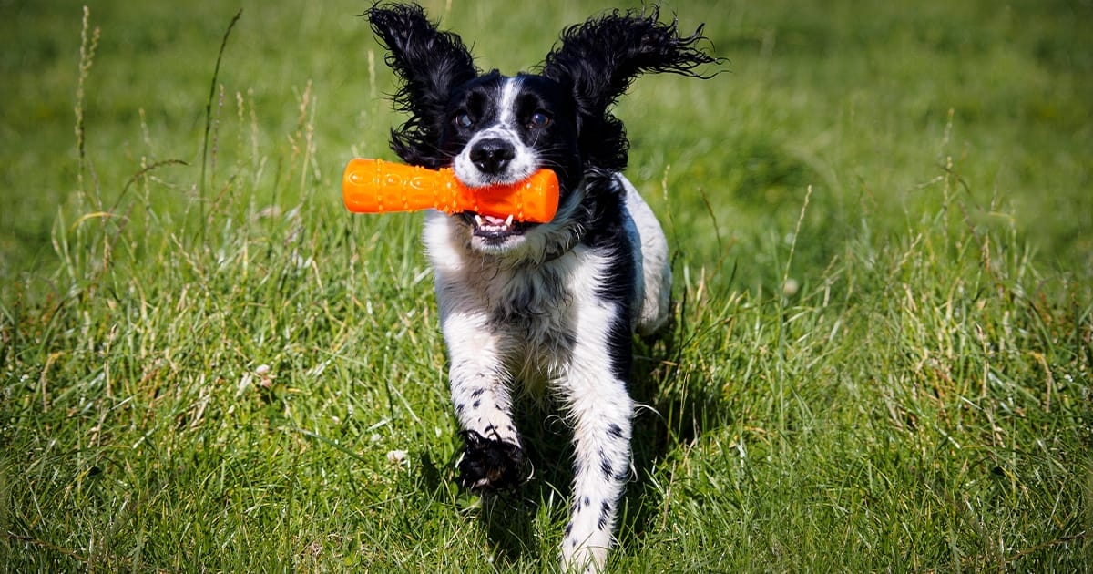 Ninth Circuit Clarifies the Limits of Trademark Tarnishment in the Long-Running <em>Bad Spaniels</em> Dispute